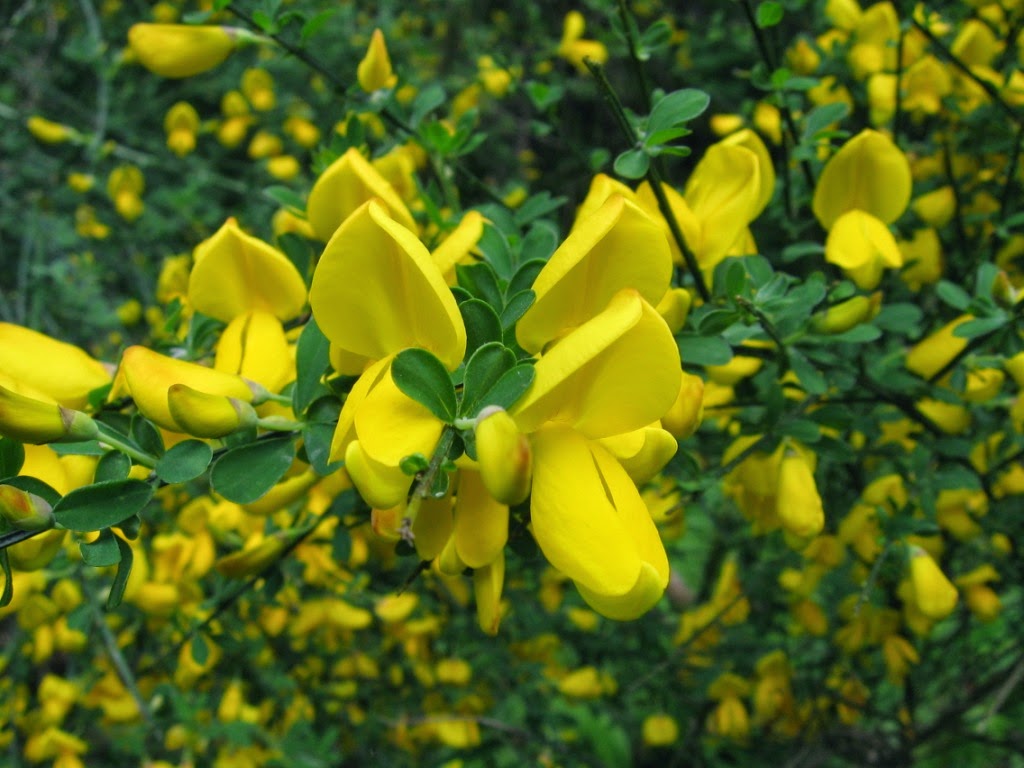 Liliana Usvat Reforestation And Medicinal Use Of The Trees