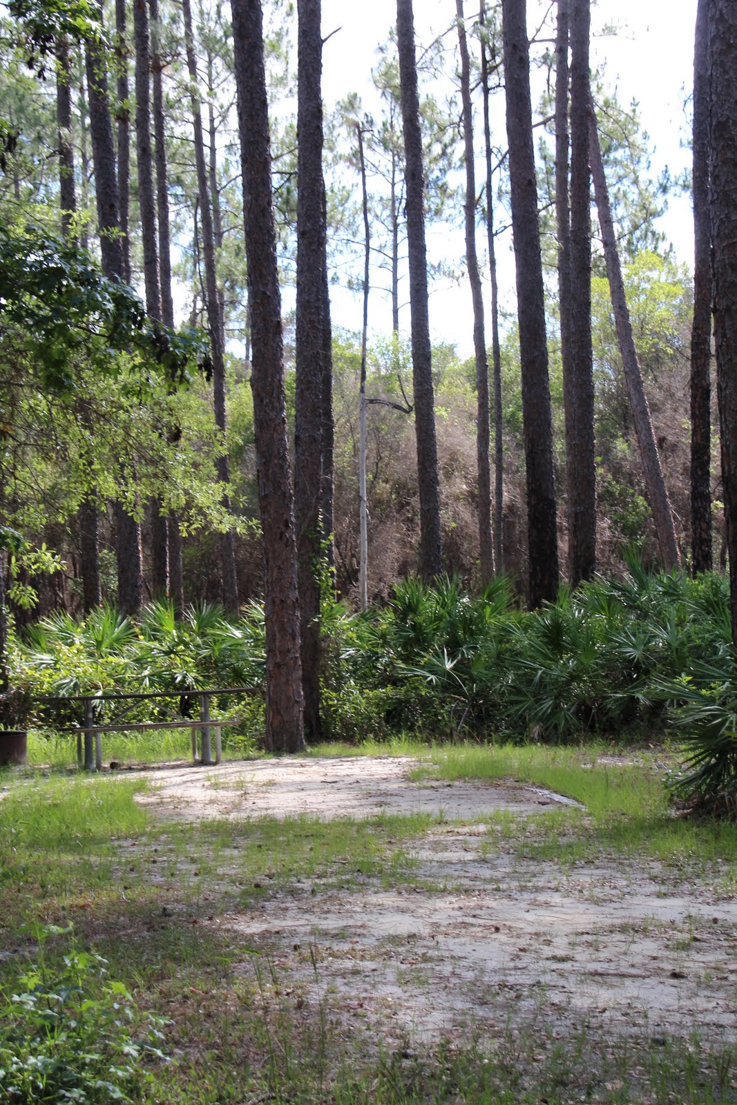 Operation Explorations REVIEW Apalachicola National Forest Florida