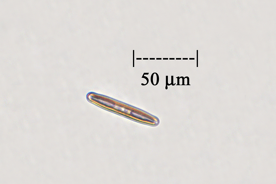 Live Diatoms