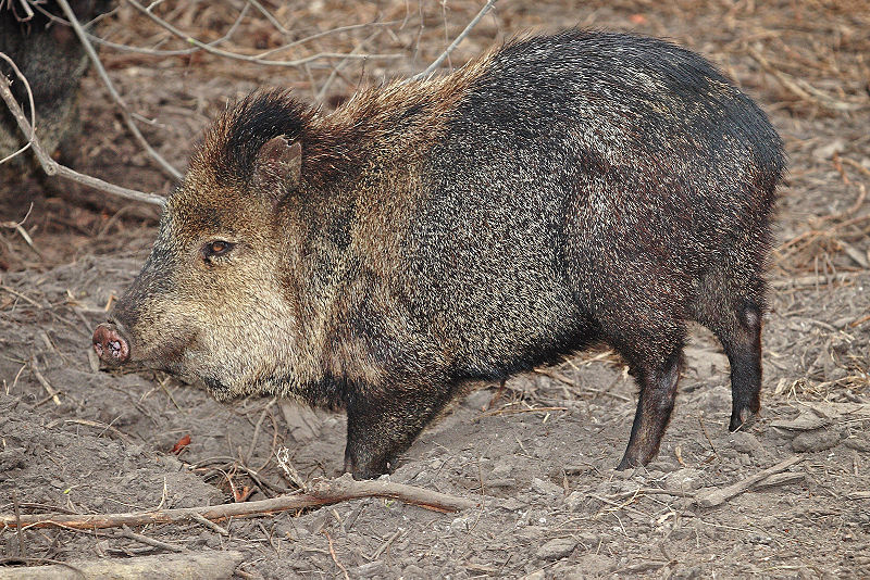 Collared Peccary Animal Wildlife