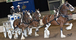 Clydesdale, Clydesdale Hitch, Clydesdale Mares, Clydesdale Breeders, CBUSA, Clydesdale for Sale, Clydesdale Stallion
