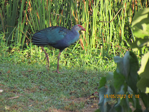 Purple Moor Hen:- Photo Mr Samir..Gulavane.