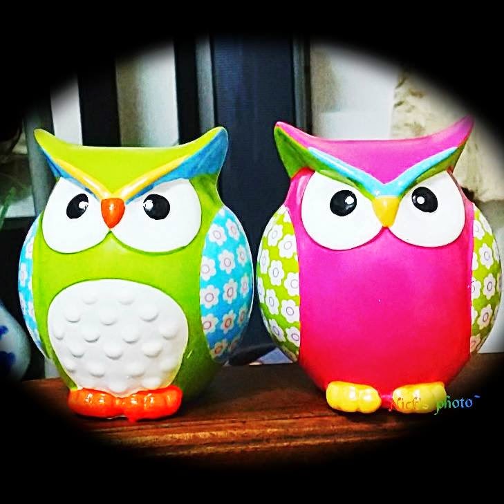 Couple Owl