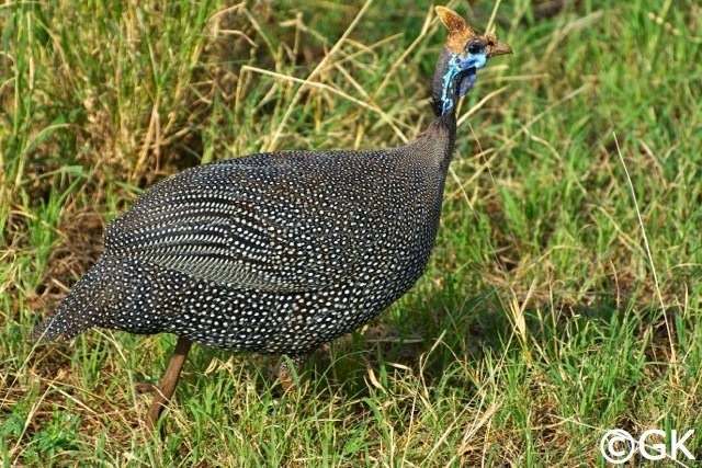 Helmperlhuhn (Numida meleagris)