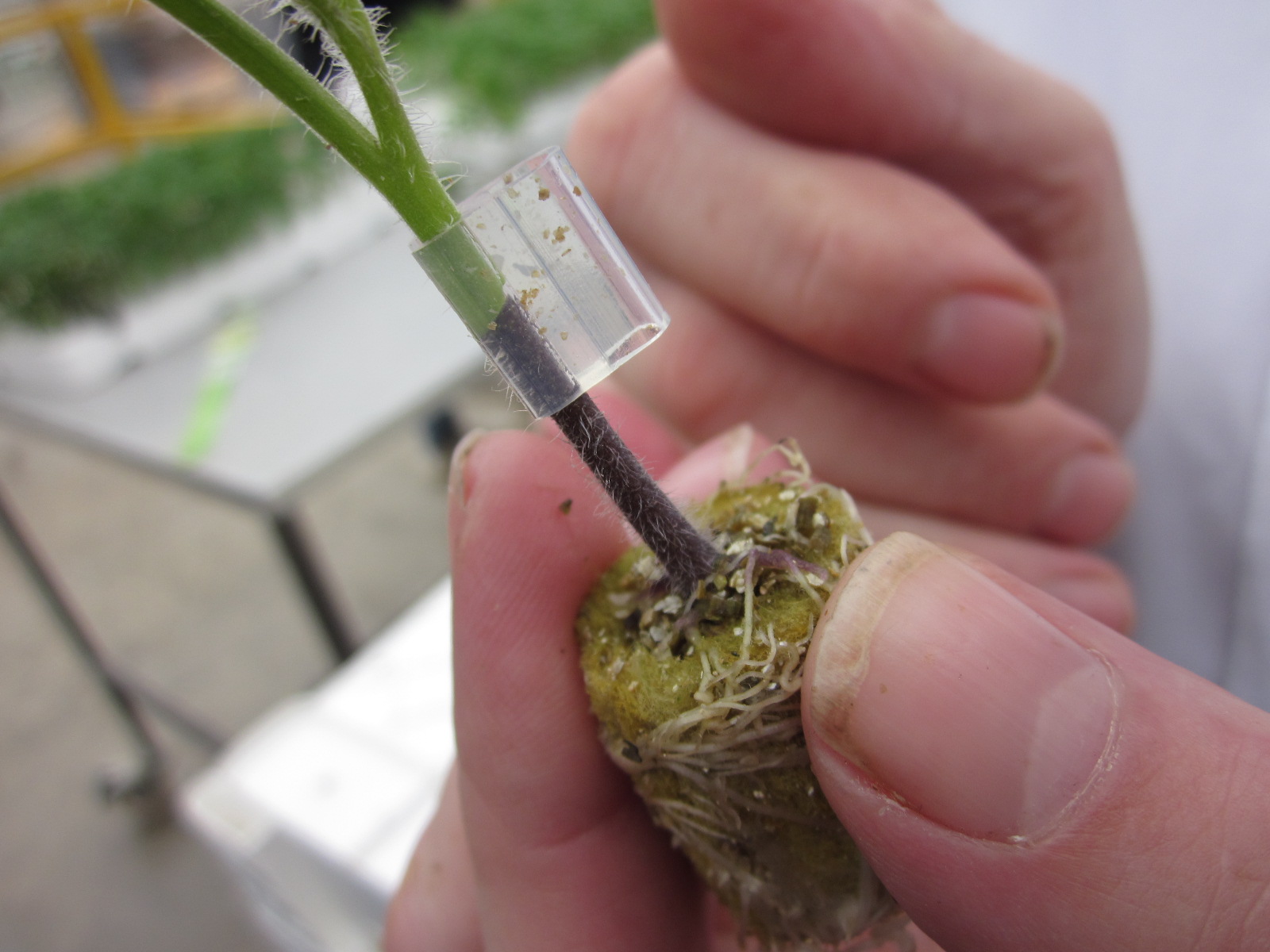 An Update on Grafted Tomatoes