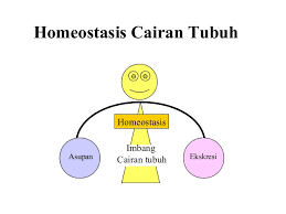 Keseimbangan Cairan dan Elektrolit