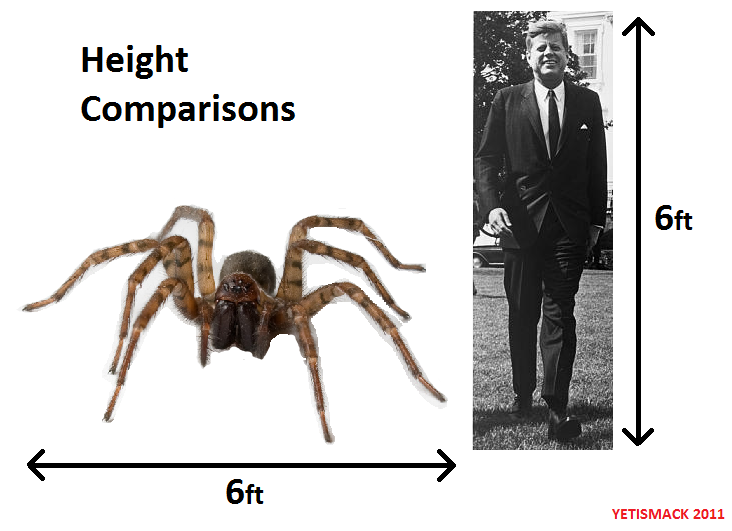 GIANT SPIDERS WORMWOOD CHRONICLES