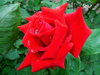 red rose, rose