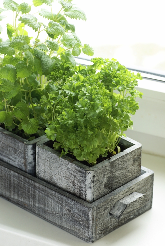Random Acts of Gardening: January 2012