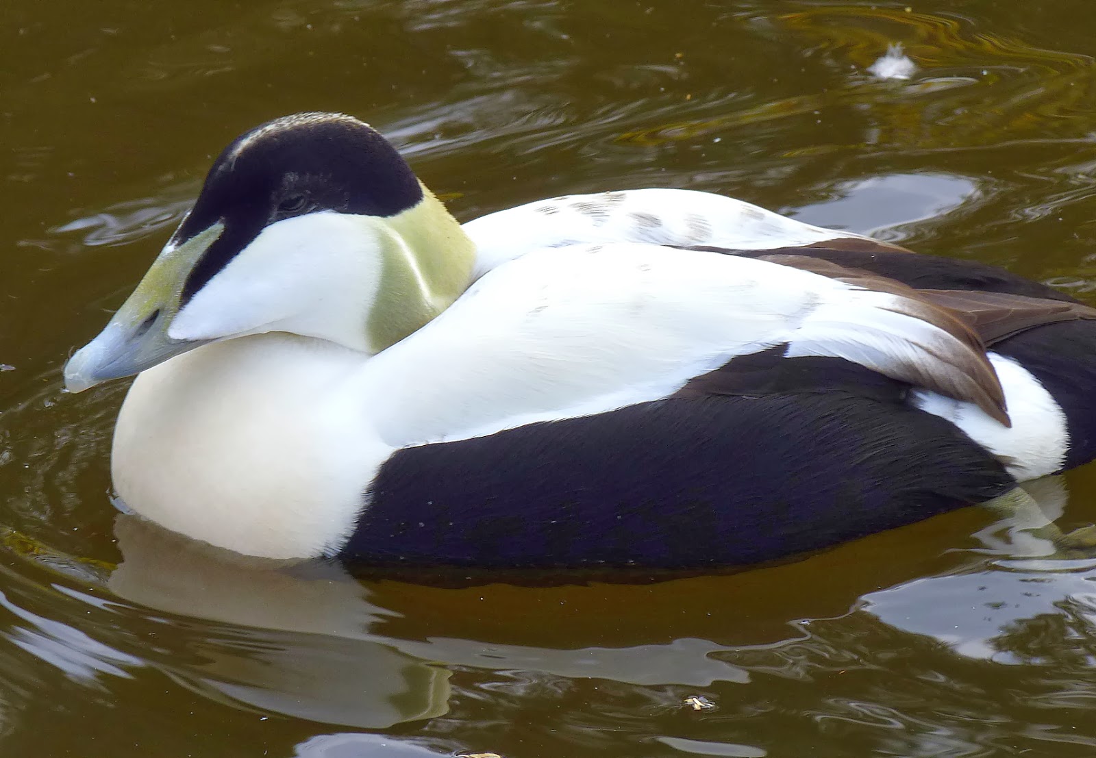 Birding For Pleasure Eider Duck