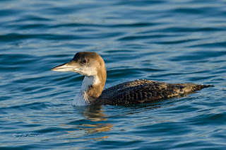 Colimbo grande, Gavia immer, Great Northern Diver