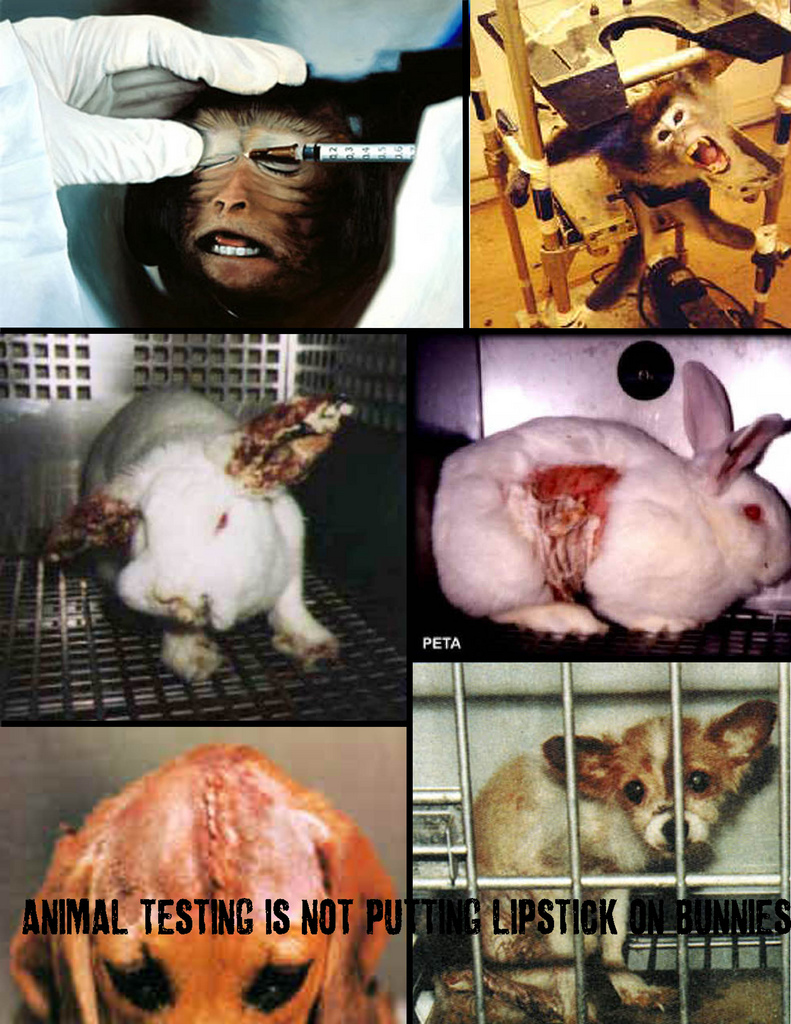 Animal Testing Essay