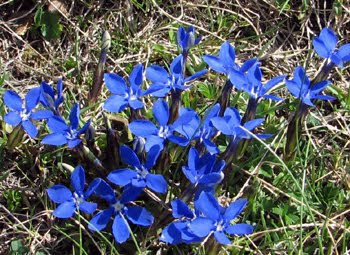 Genziana verna  (Genziana primaticcia)