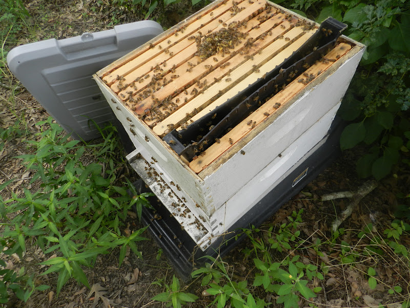 Adding a Super to the Bee Hive