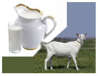 Susu Kambing Etawa Susu Kambing Etawa