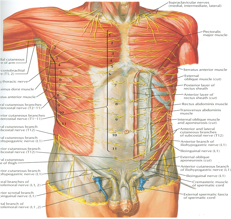 Docs Network CLINICAL ANATOMY OF ANTERIOR ABDOMINAL WALL & RECTUS SHEATH