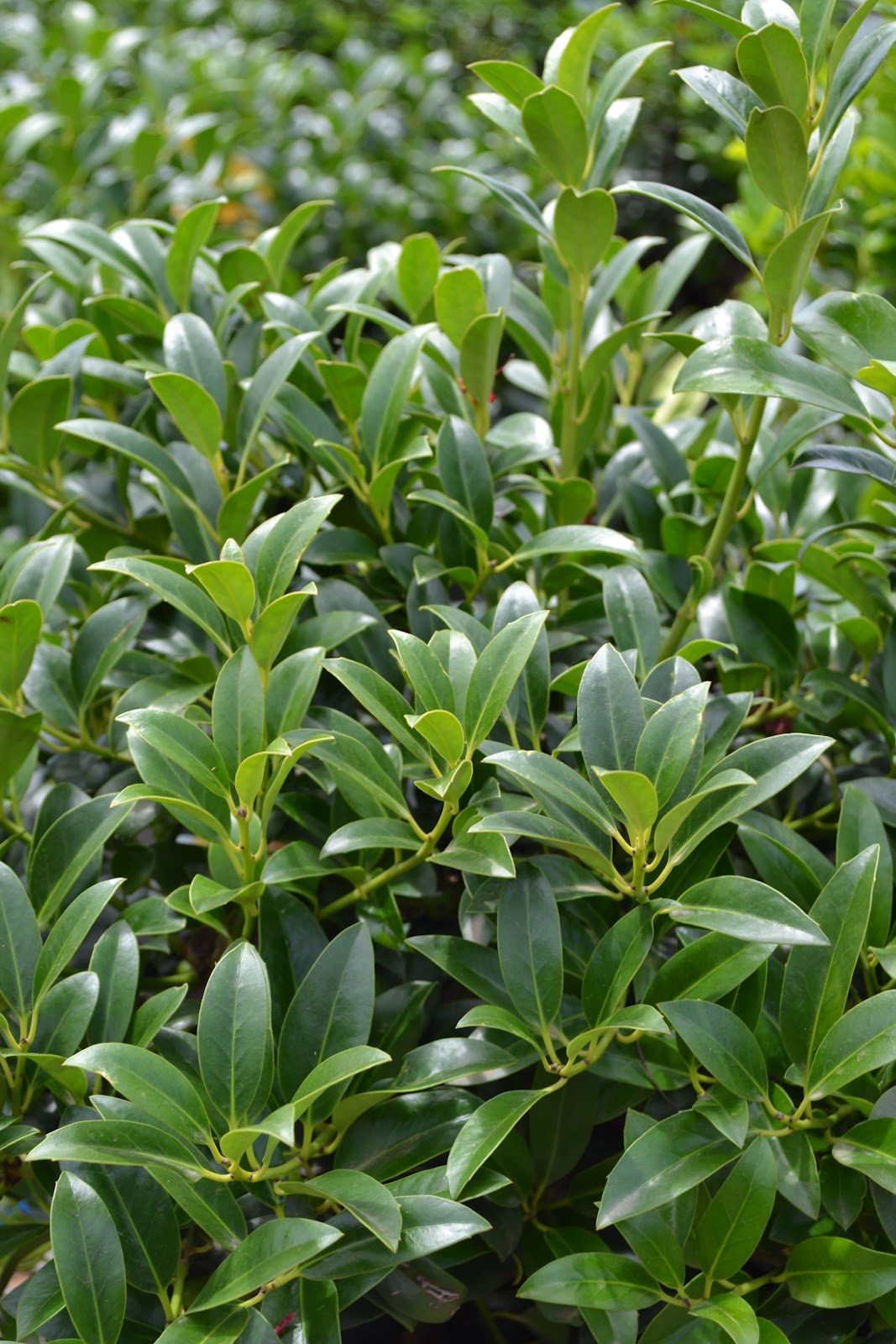 Damn good plants Holly 'Cherry Bomb'