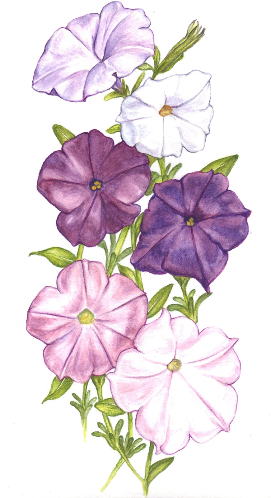 Vining Petunias