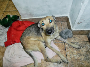 FIRULETE en adopcion!, castrado, vacunado, desparacitado, joven tamaño mediano, muy obediente