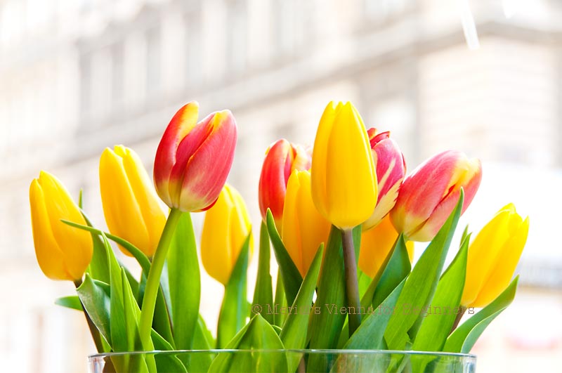 Merisi's Vienna for Beginners: 02/01/2012 - 03/01/2012