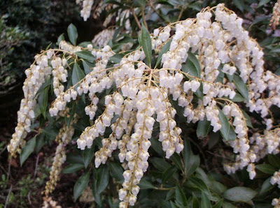 Future Plants By Randy Stewart Pieris