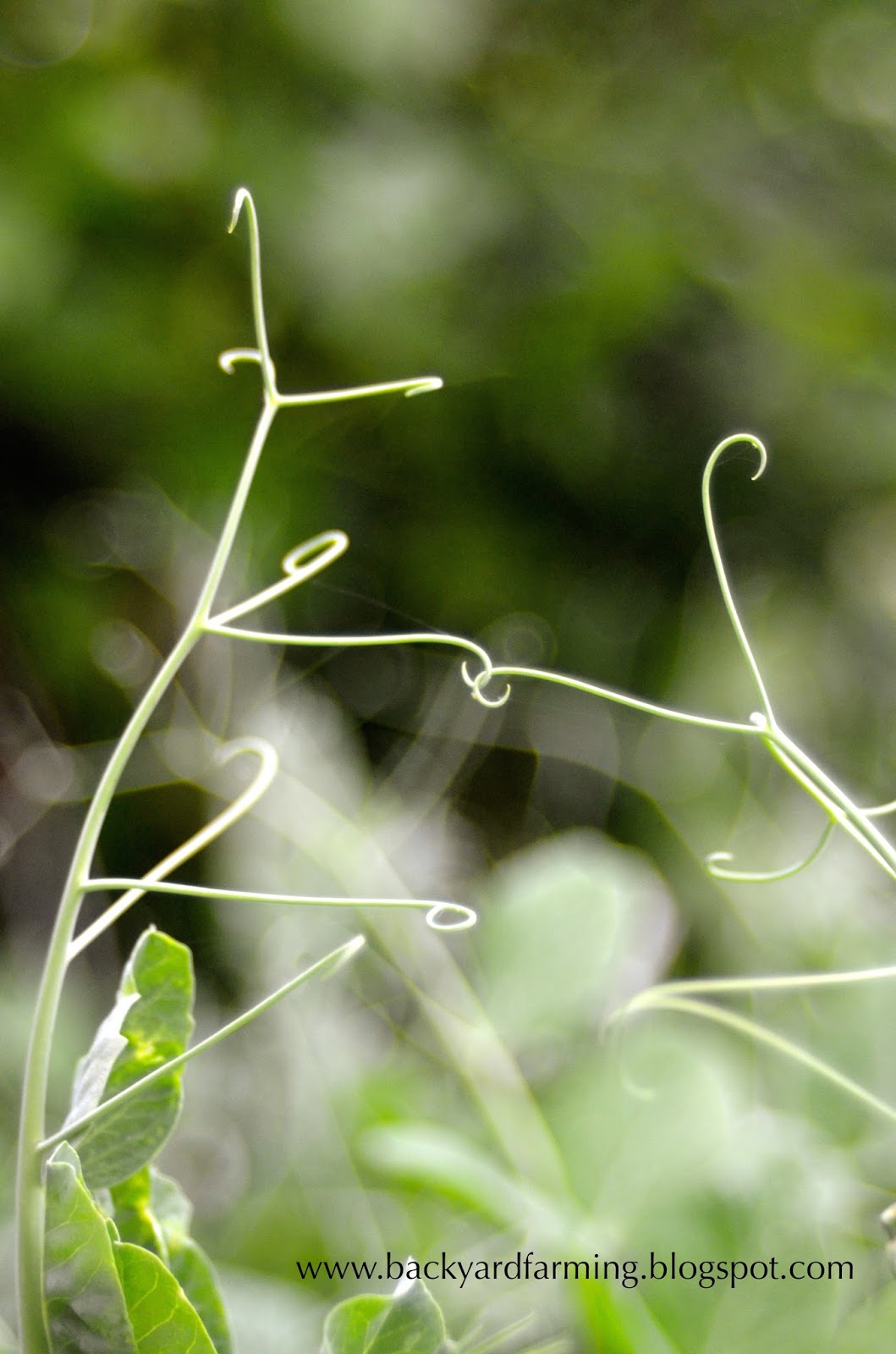 Backyard Farming How to grow peas without a trellis