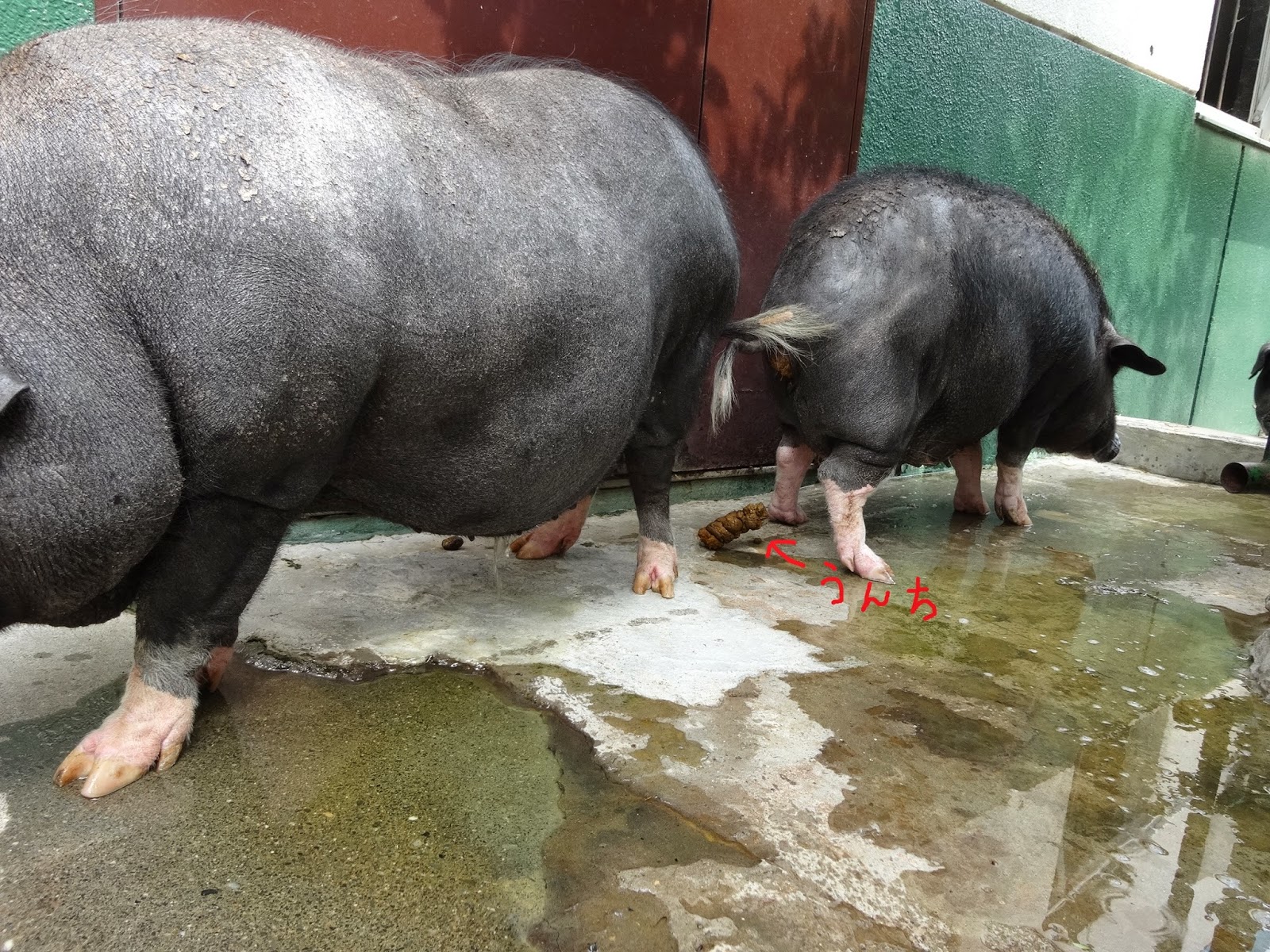 はむらzoo小噺 ミニブタのトイレ
