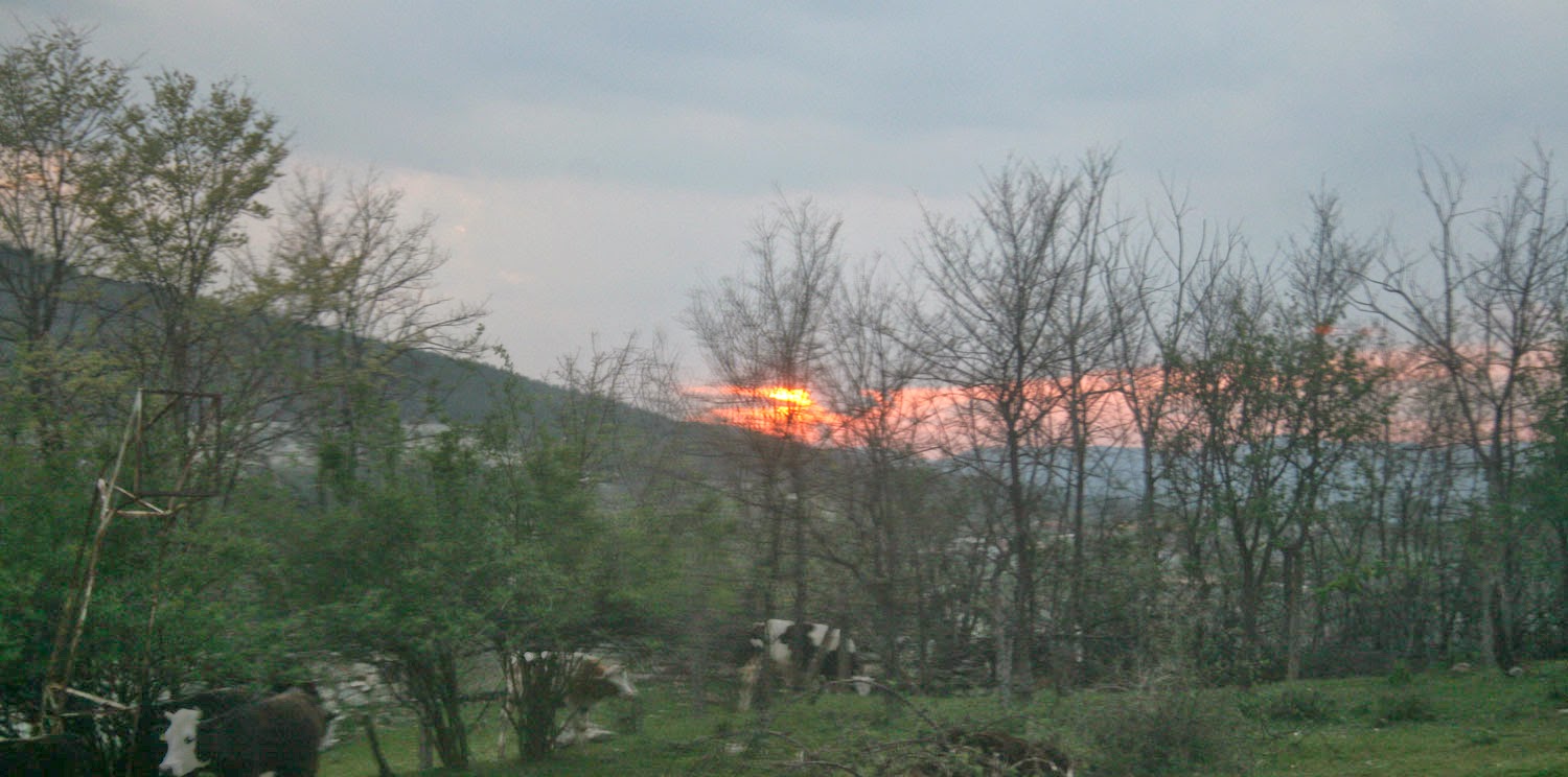 Stunning sunset behind cows Stunning sunset behind cows