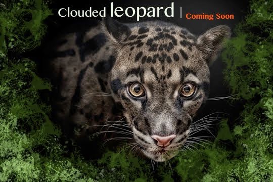 Clouded Leopard