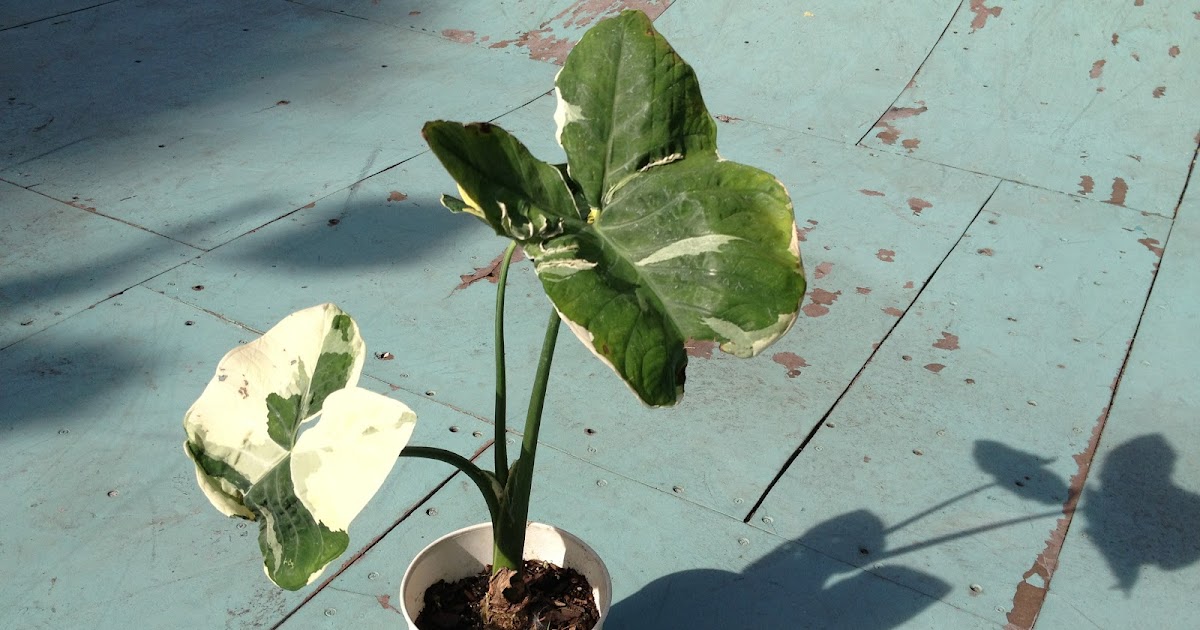 a yard in fort pierce variegated elephant ear colocasia esculenta elepaio a yard in fort pierce variegated elephant ear colocasia esculenta elepaio