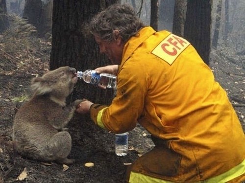 amazing animal rescue pictures