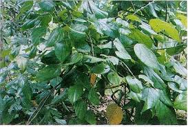Image result for manfaat ki koneng