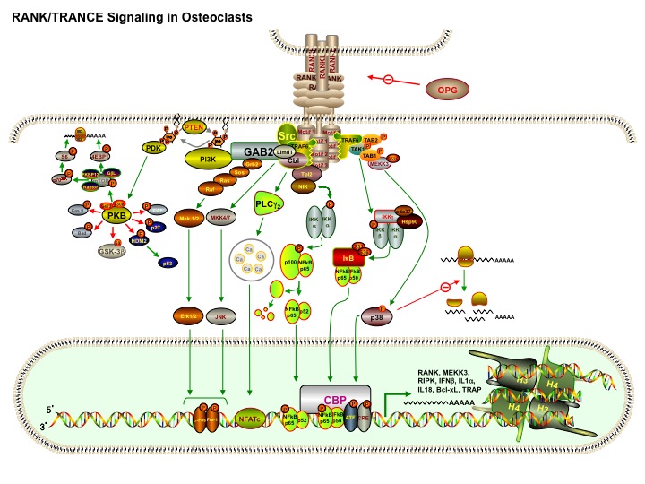 Prolia® (denosumab) Treatment for OsteoporosisThe Pros, Cons, and