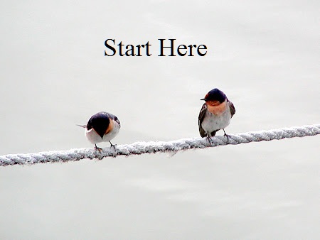 Start Your Kindle eBook Here. Just click the birds photo to follow along, one step at a time.