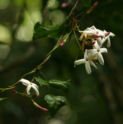 Jasminum abyssinicum Flower Jasminum abyssinicum Flower