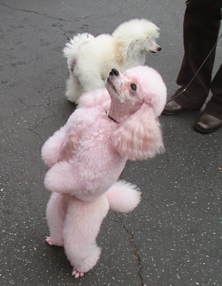 Adventures of a Home Town Tourist Carmel Poodle Day