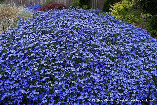 spring in front yard