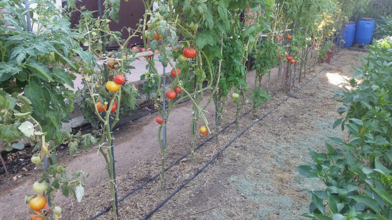 El huerto del Lopez: SEGUNDA PLANTACIÓN DE TOMATES DE VERANO