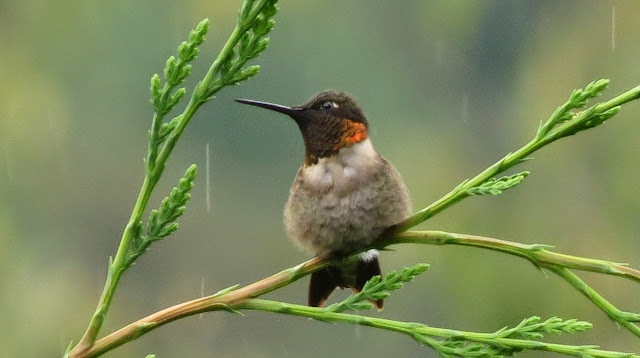 Ruby-Throated Hummingbird in the rain