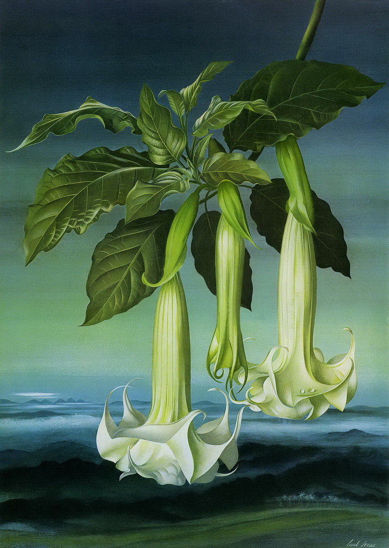 Paul Jones 1921-1997 ~ pintor australiano | Flores de Mayo  Paul Jones 1921-1997 ~ pintor australiano | Flores de Mayo