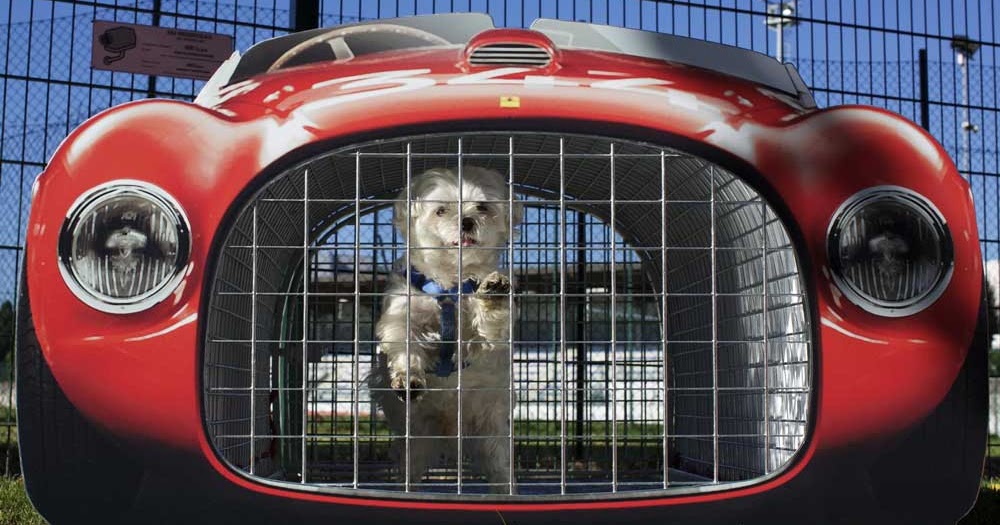 Ferrariexperience for dogs (in your face, cat!) Garage74