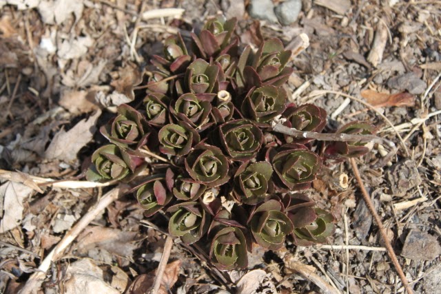 Danger Garden Ceanothus Dark Star Is My Favorite Plant In The