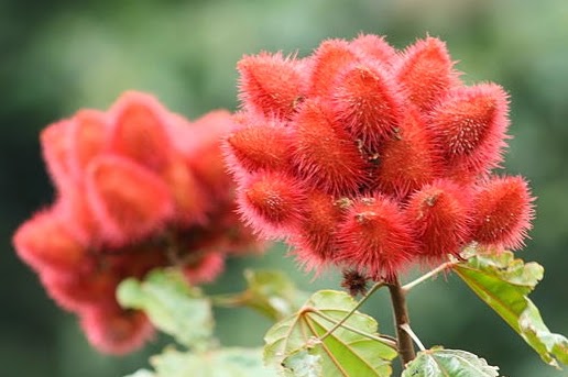 Kacamata Pelangi Farmakognosi: Apa sih “Bunga Kesumba” itu?