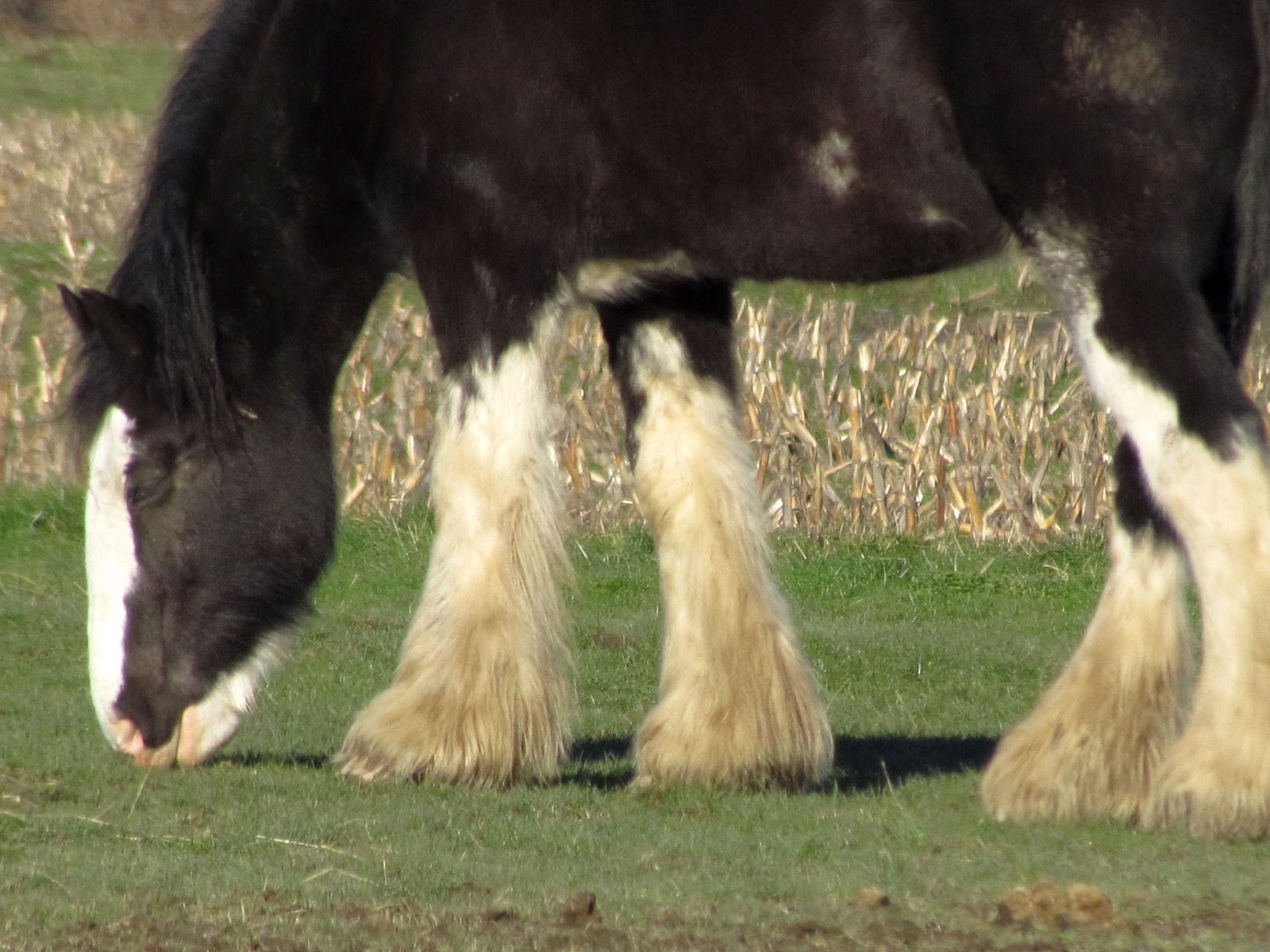 Scene Through My Eyes Some Clydesdales