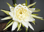 Branca c/tons verde - Cactus Orquídea Epiphyllum