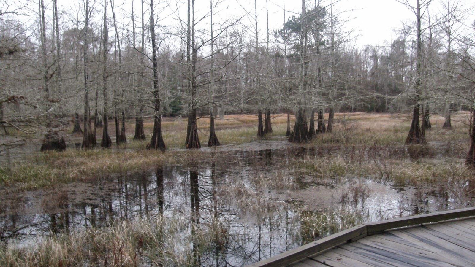 Kints Excursion Bogue Chitto National Wildlife Refuge, 24 January 2015