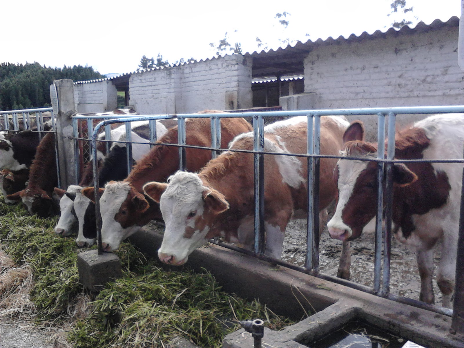 INSTALACIONES PARA GANADO LECHERO