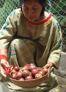 seleccionando los frutos