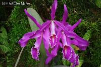 Cattleya maxima