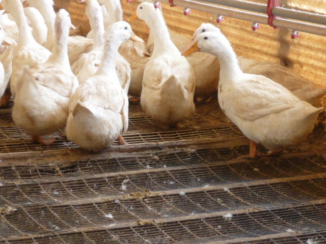 Metzer Farms Duck and Goose Blog: How Do I Keep It Dry Around My Duck